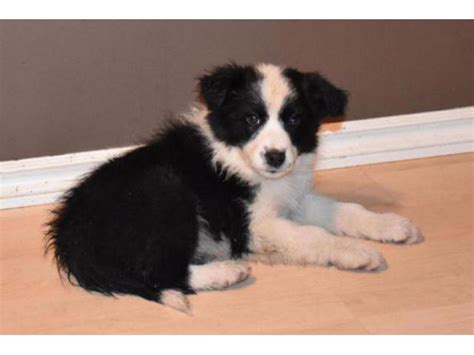 Border collie mix puppies for sale near me. Things To Know About Border collie mix puppies for sale near me. 